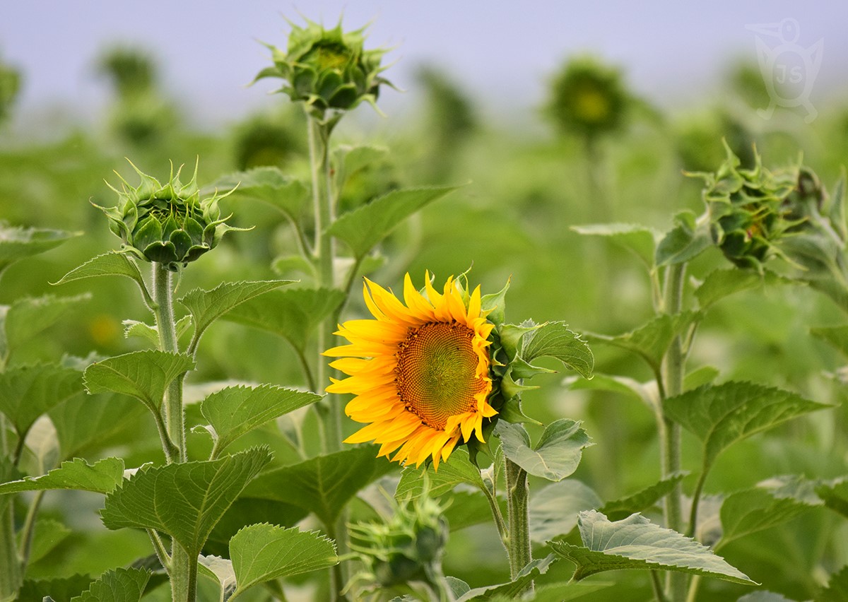 SLUNEČNICE (Helianthus) 