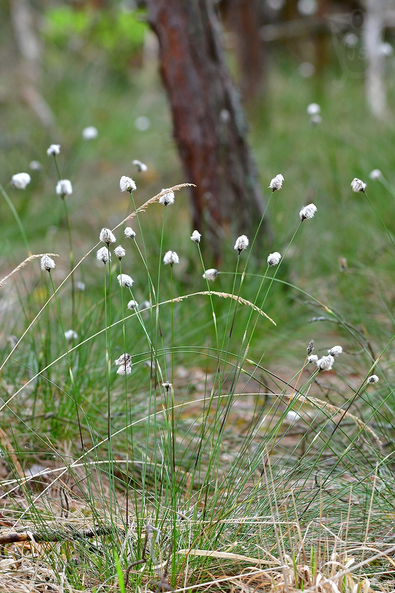 SUCHOPÝR POCHVATÝ (Eriophorum vaginatum)