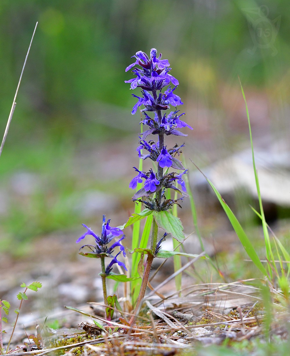 ZBĚHOVEC PLAZIVÝ (Ajuga reptans)