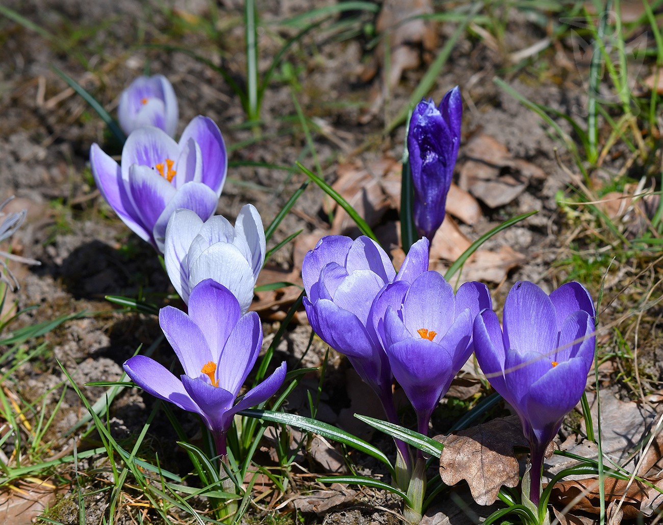 ŠAFRÁN JARNÍ 2 neboli KROKUS JARNÍ (Crocus vernus) 