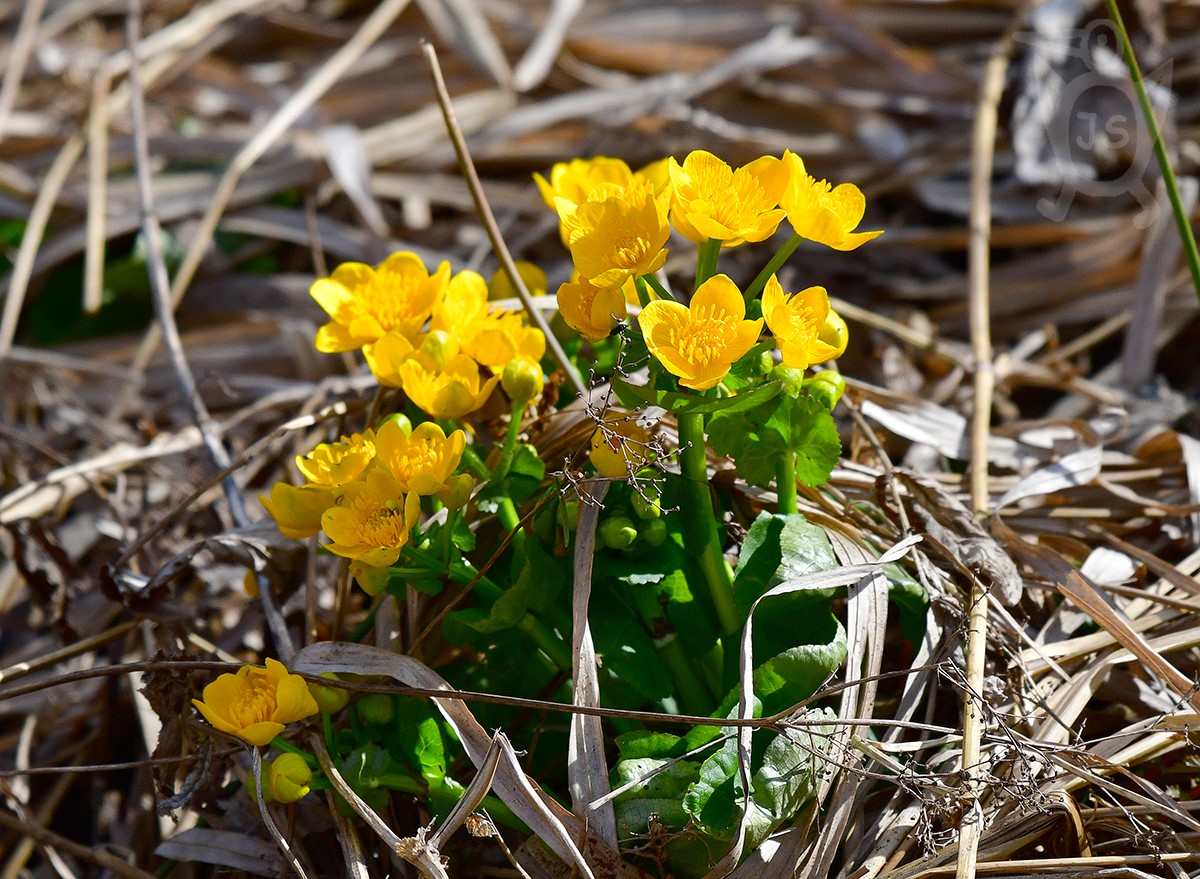 BLATOUCH BAHENNÍ 2 (Caltha palustris)