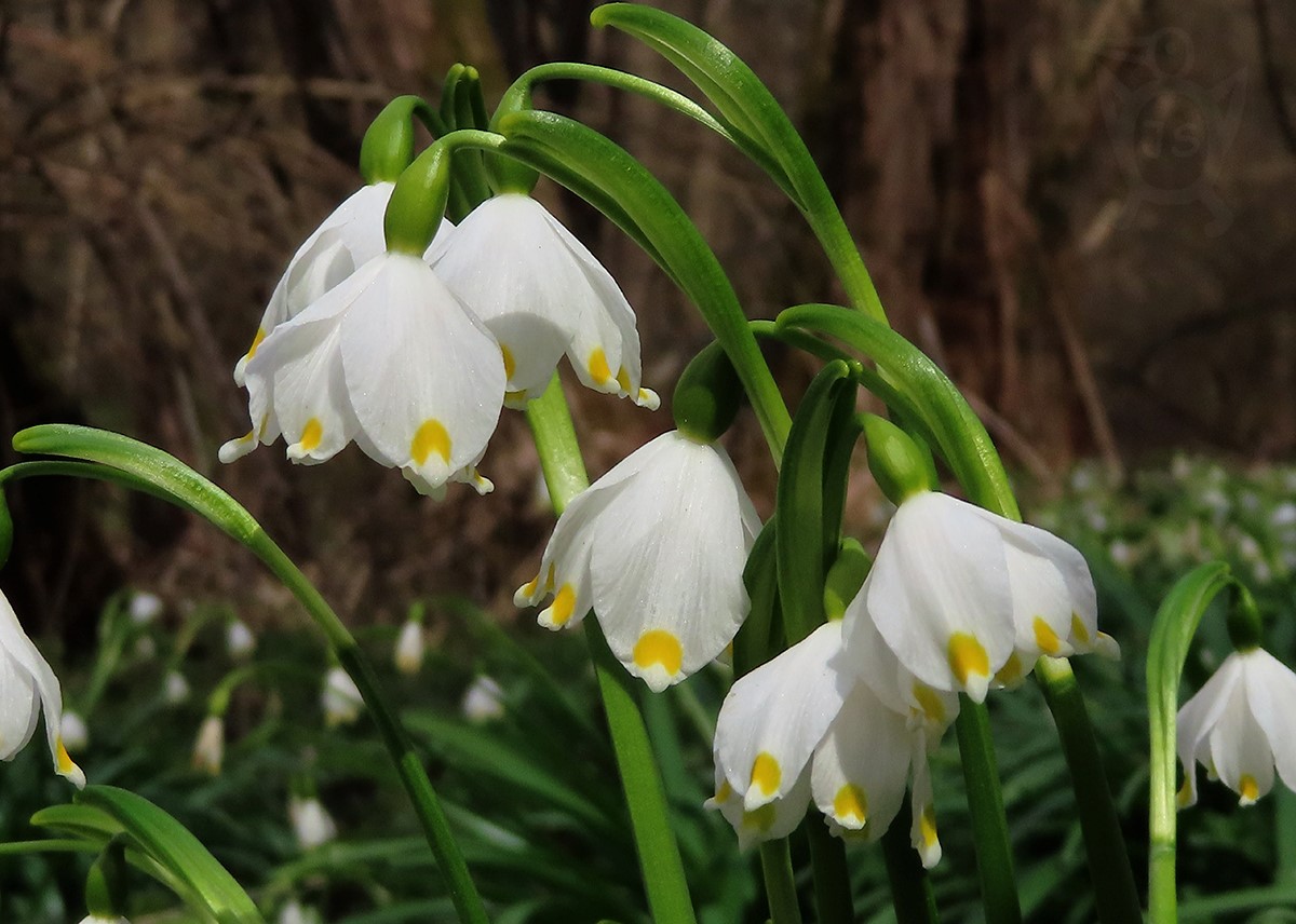 BLEDULE JARNÍ 1 (Leucojum vernum)