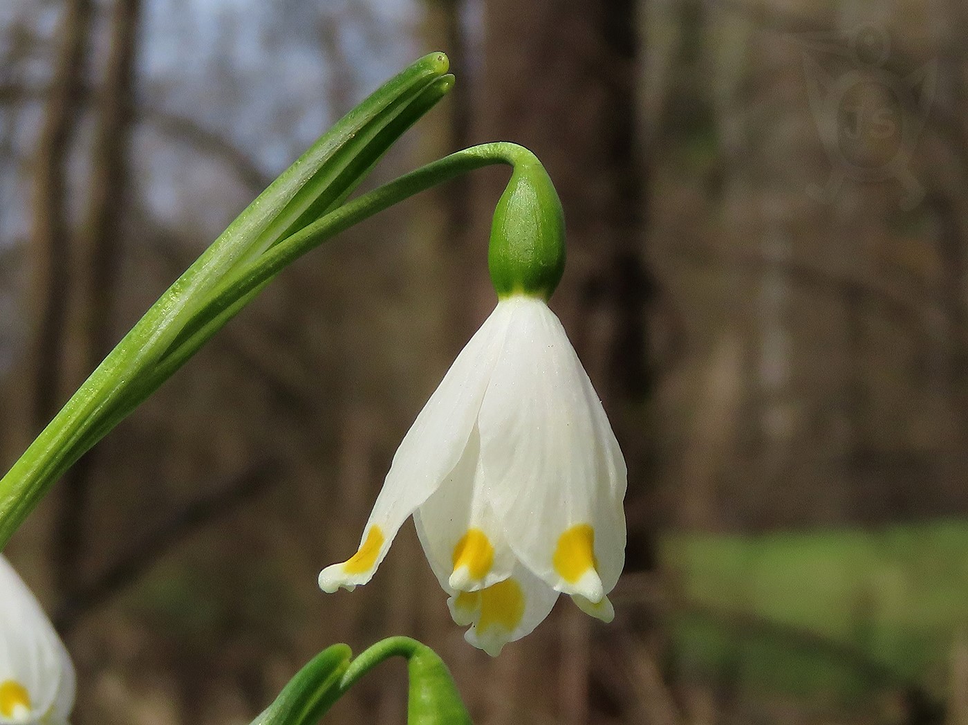 BLEDULE JARNÍ 2 (Leucojum vernum)