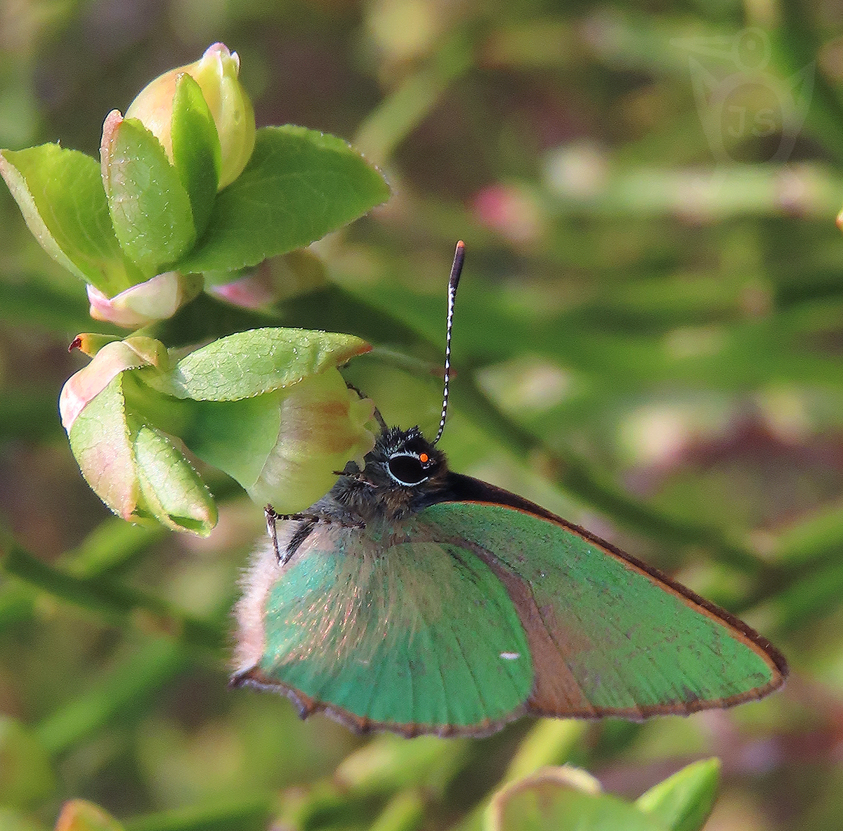 OSTRUHÁČEK OSTRUŽINOVÝ 2 (Callophrys rubi)