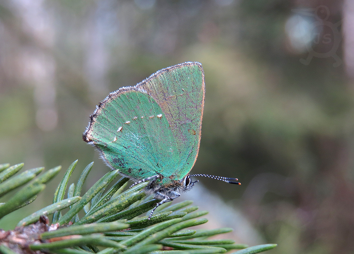 OSTRUHÁČEK OSTRUŽINOVÝ 1 (Callophrys rubi)