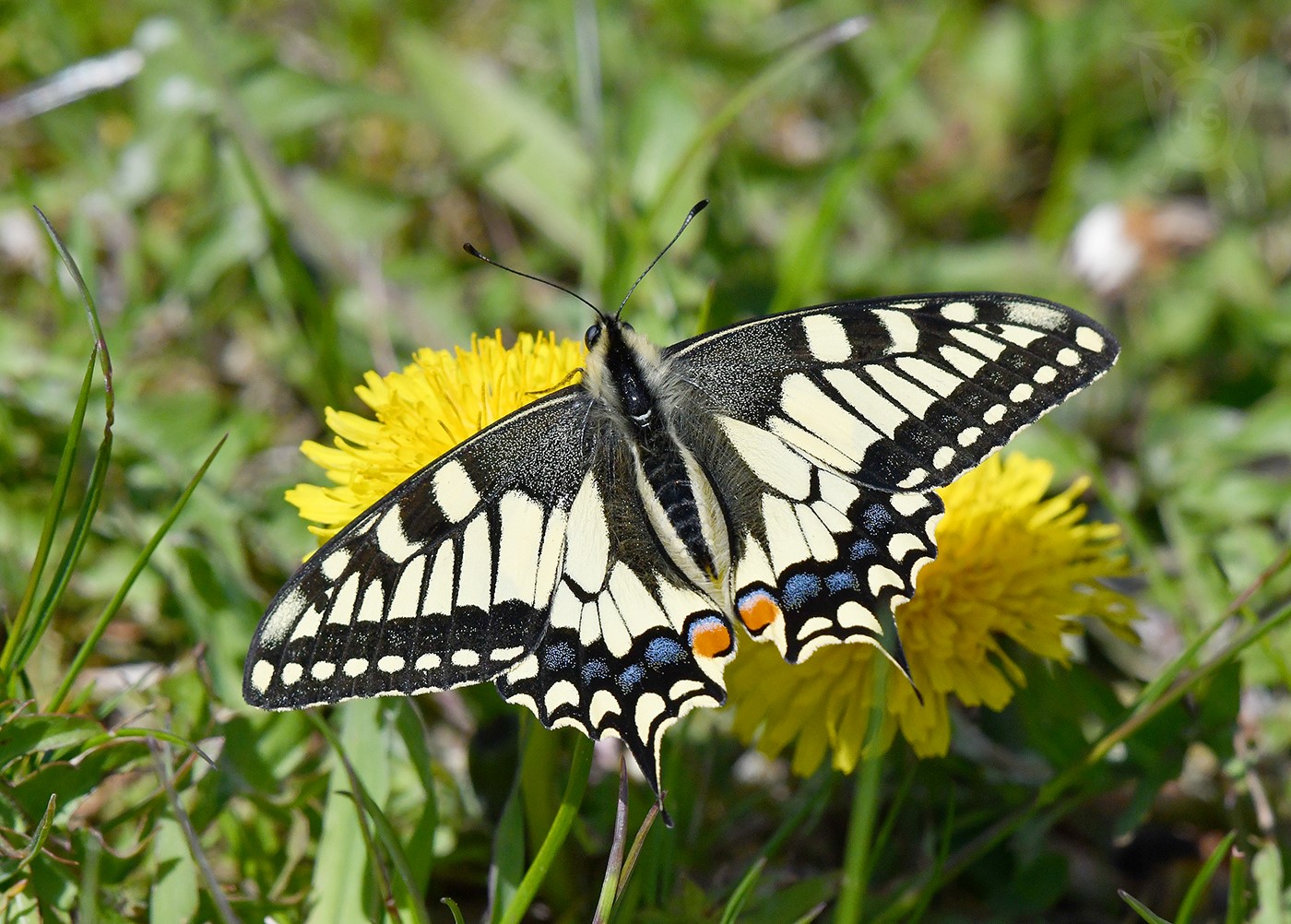 OTAKÁREK FENYKLOVÝ 4 (Papilio machaon)