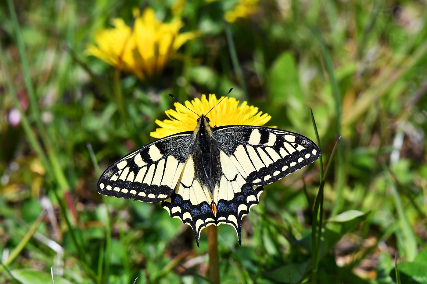 OTAKÁREK FENYKLOVÝ 5  (Papilio machaon)