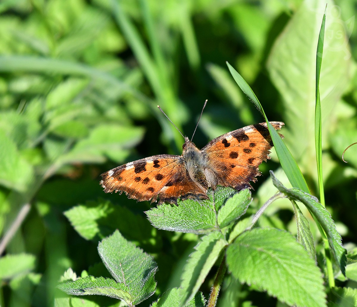 BABOČKA JILMOVÁ 1  (Nymphalis polychloros)