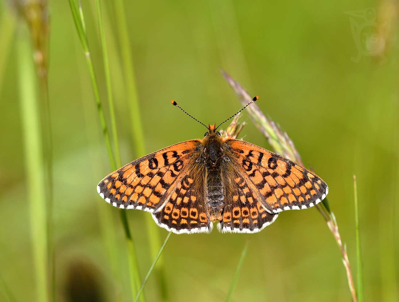 HNĚDÁSEK KOSTKOVANÝ 2 (Melitaea cinxia)