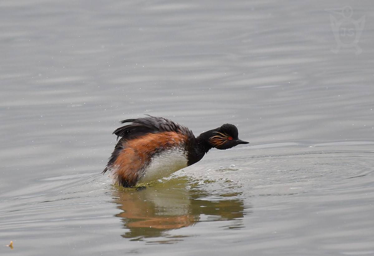 POTÁPKA ČERNOKRKÁ 1  (Podiceps nigricollis)