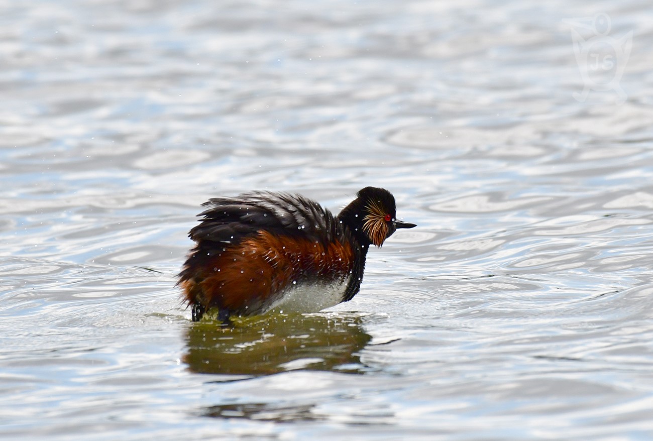 POTÁPKA ČERNOKRKÁ 3  (Podiceps nigricollis)