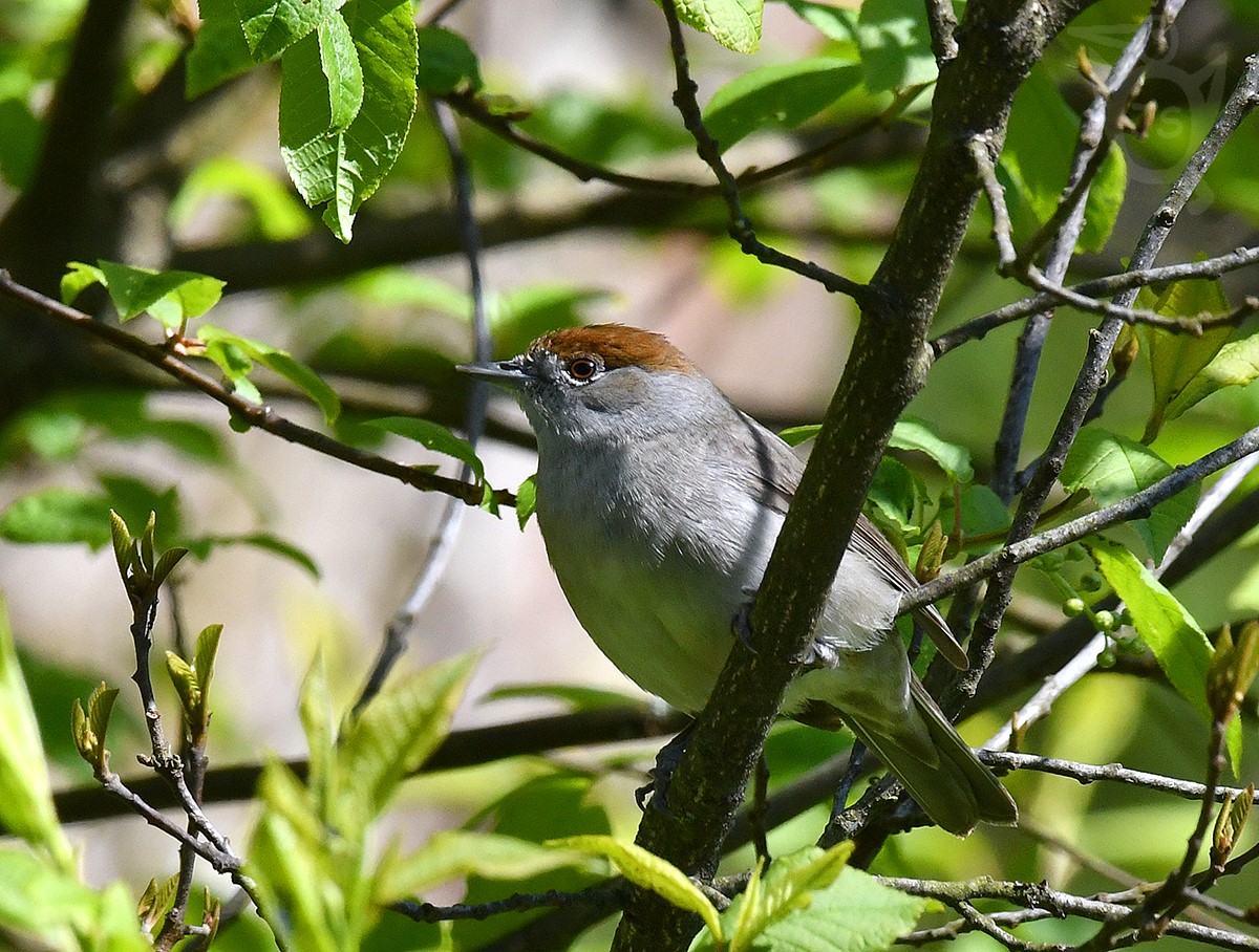 PĚNICE ČERNOHLAVÁ 5 (Sylvia atricapilla), SAMICE 