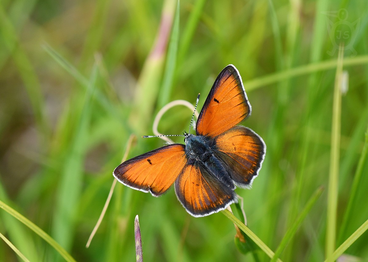 OHNIVÁČEK MODROLEMÝ 1  (Lycaena hippothoe) samec