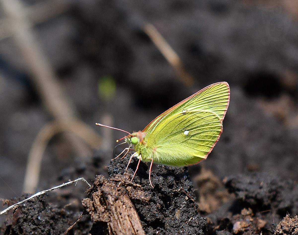 ŽLUŤÁSEK BORŮVKOVÝ 1 (Colias palaeno)