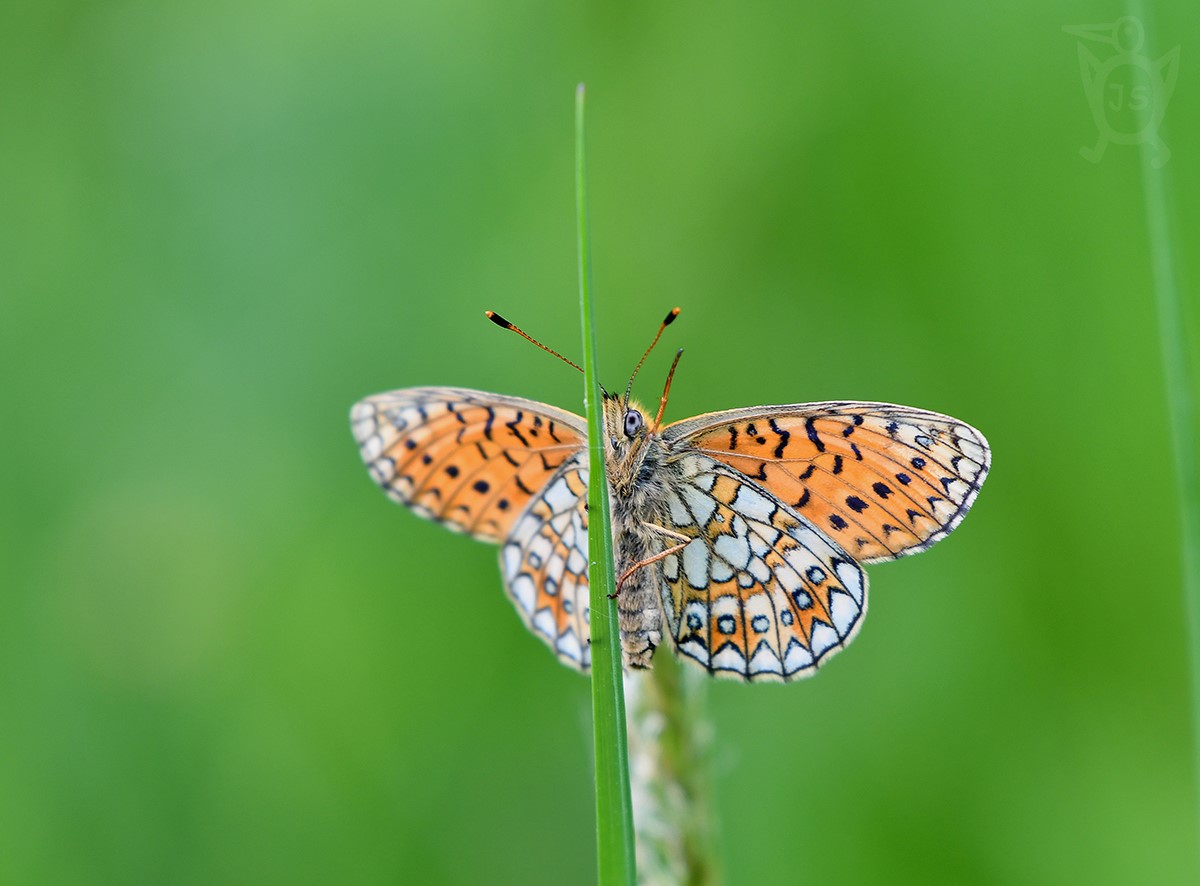 PERLEŤOVEC MOKŘADNÍ 2 (Proclossiana eunomia)