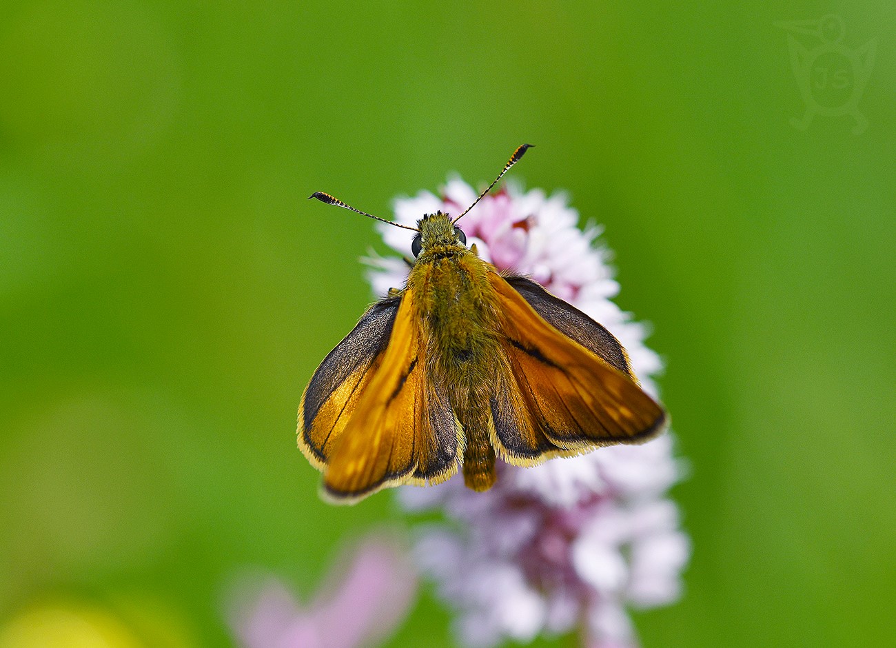 SOUMRAČNÍK REZAVÝ 1  (Ochlodes sylvanus) 