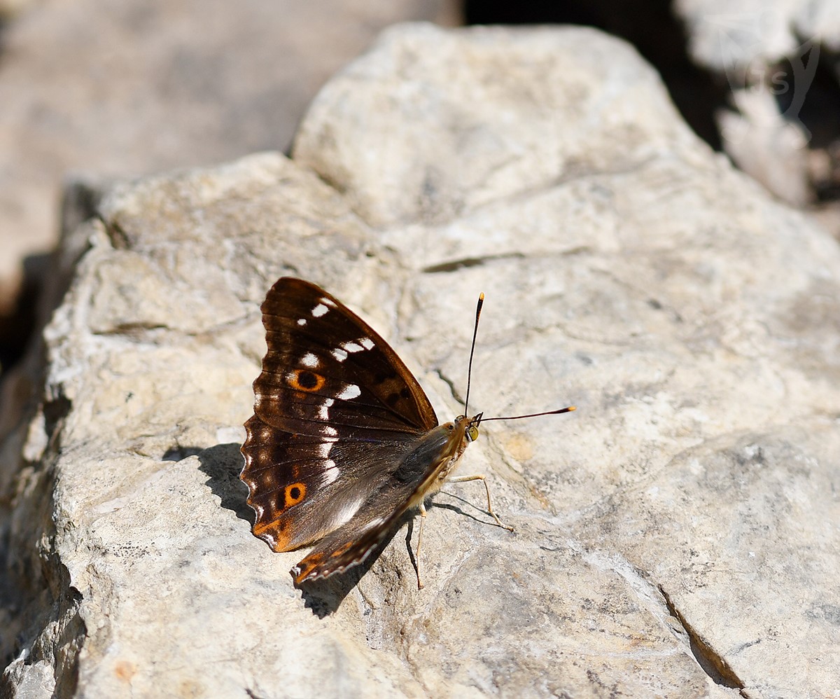 BATOLEC ČERVENÝ 3  (Apatura ilia)