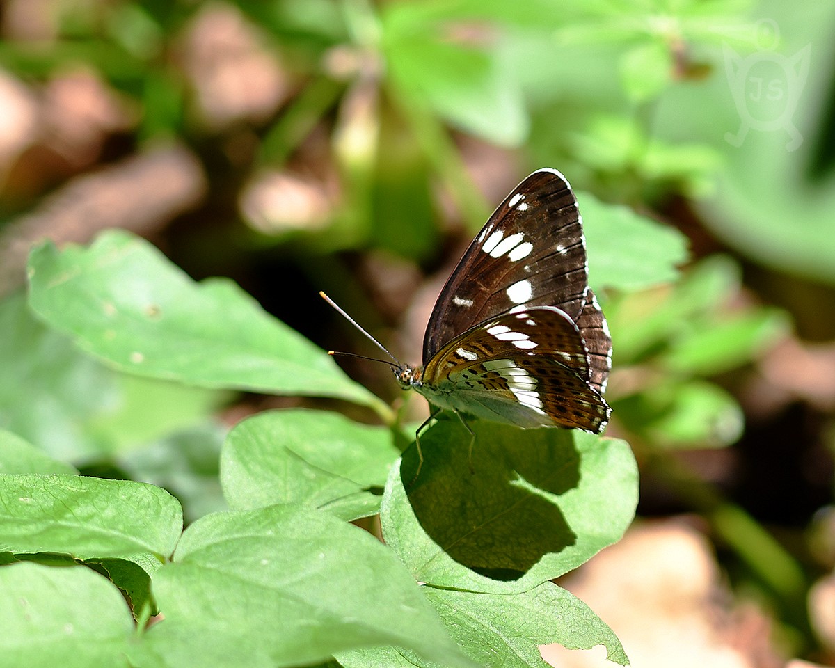 BĚLOPÁSEK DVOUŘADÝ 2 (Limenitis camilla)