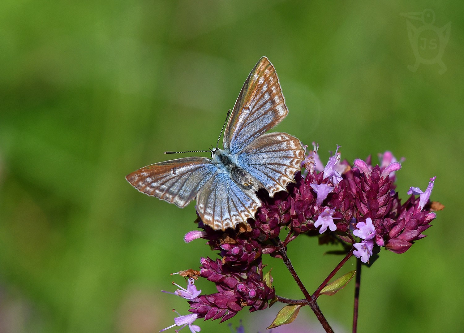 MODRÁSEK HNĚDOSKVRNNÝ 1 (Polyommatus daphnis), samice