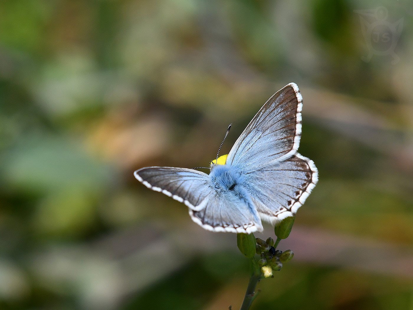 MODRÁSEK VIKVICOVÝ 1 (Polyommatus coridon)