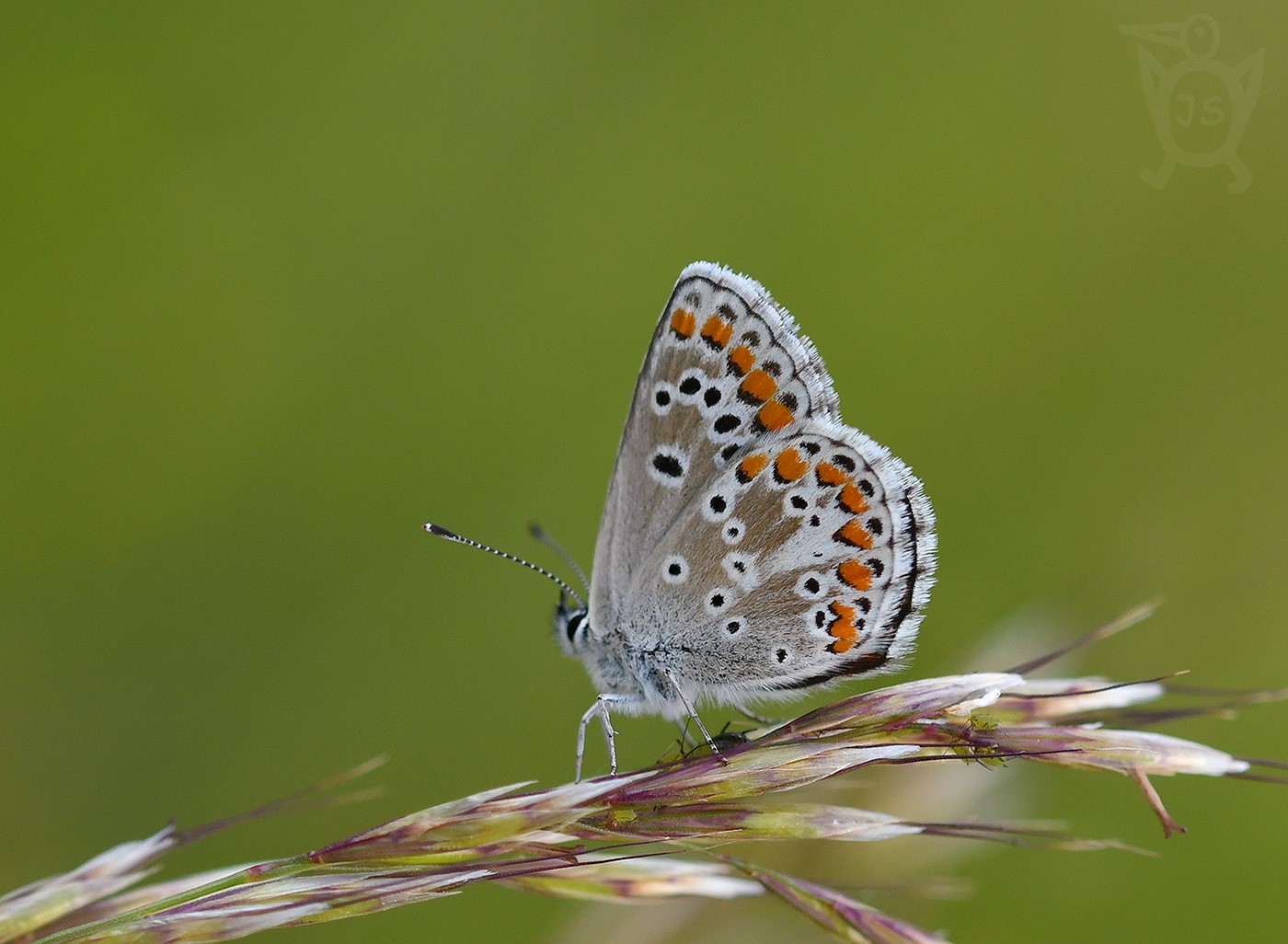 MODRÁSEK PUMPAVOVÝ 1 (Aricia artaxerxes)