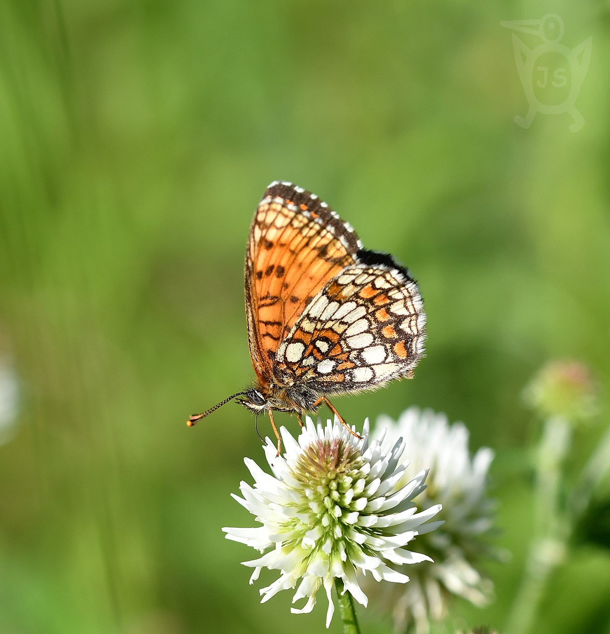 HNĚDÁSEK JITROCELOVÝ 2 (Melitaea athalia) 