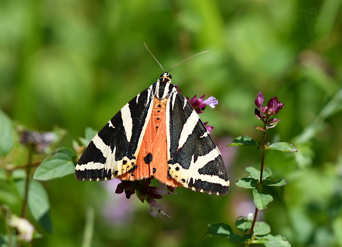 PŘÁSTEVNÍK KOSTIVALOVÝ 1  (Euplagia quadripunctaria)