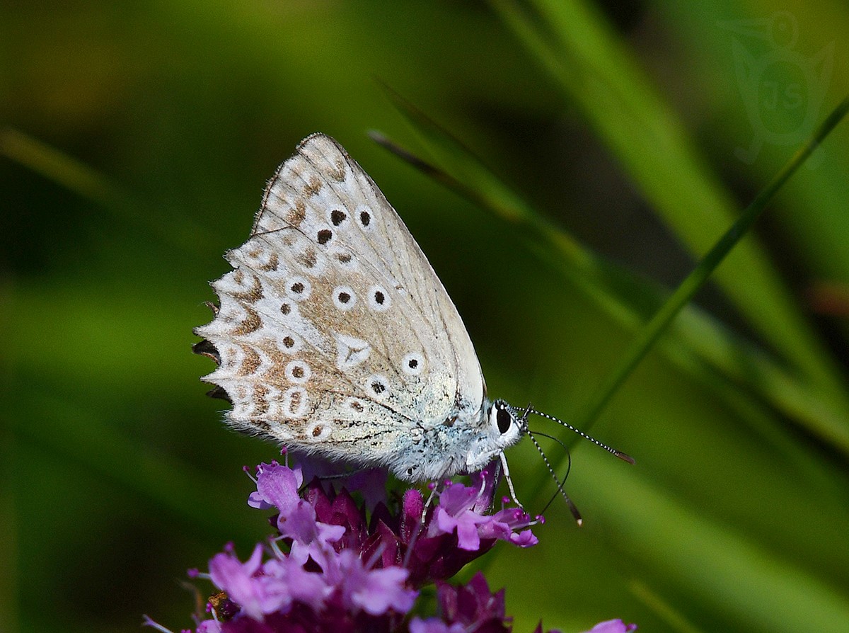 MODRÁSEK HNĚDOSKVRNNÝ 2  (Polyommatus daphnis) samice