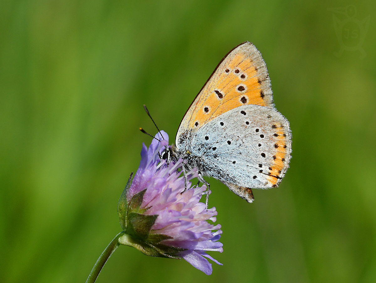 OHNIVÁČEK ČERNOČÁRNÝ 2 (Lycaena dispar) 