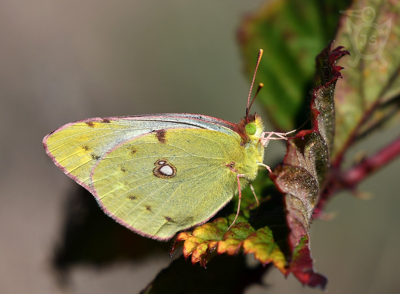 ŽLUŤÁSEK ČILIMNÍKOVÝ 1 (Colias crocea), forma helice