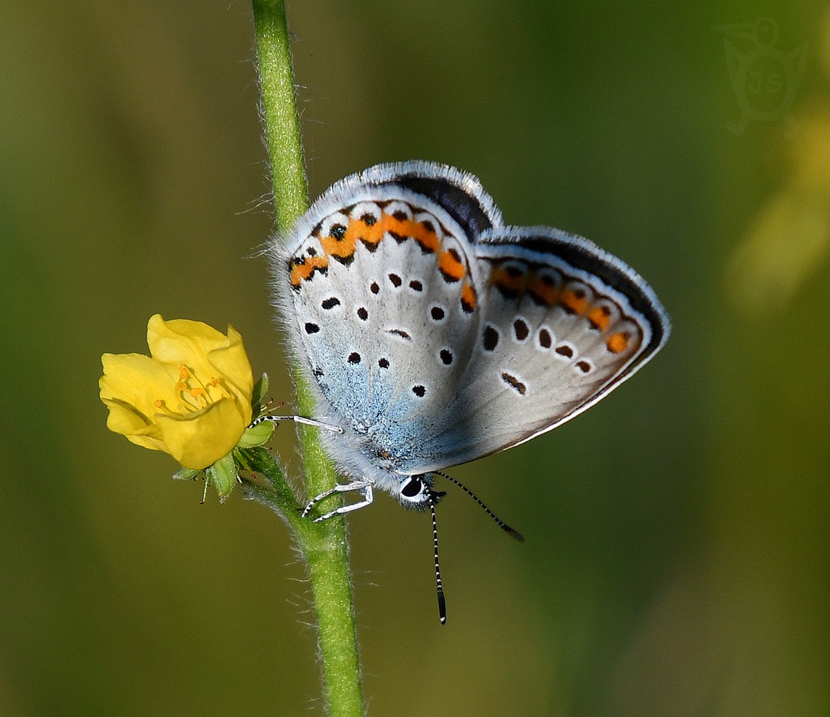 MODRÁSEK PODOBNÝ 1 (Plebejus argyrognomon)