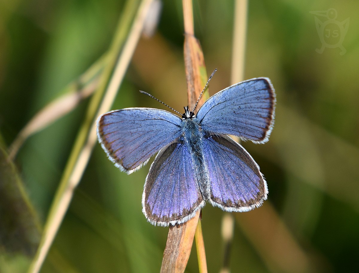 MODRÁSEK PODOBNÝ 2  (Plebejus argyrognomon)