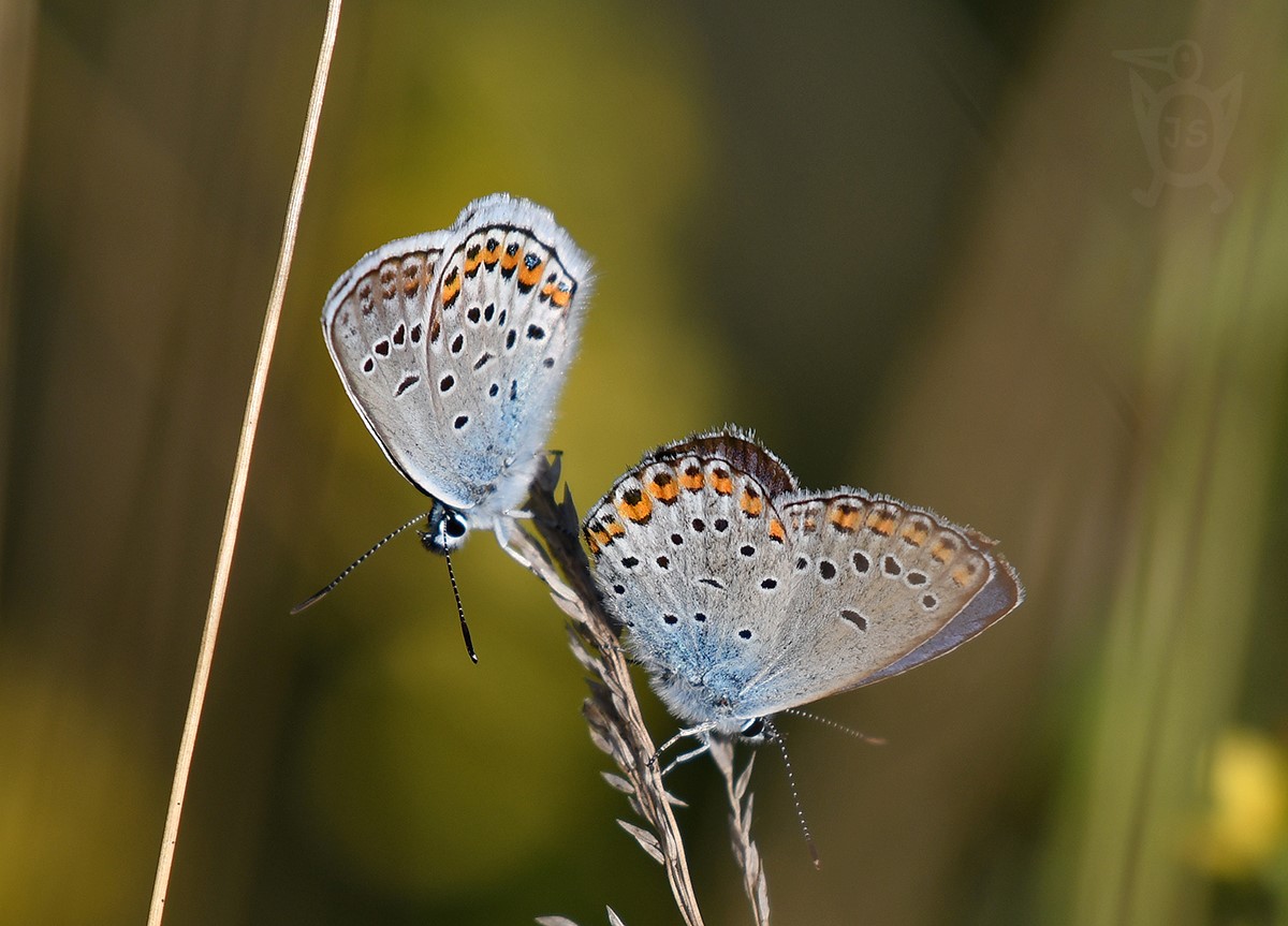 MODRÁSEK PODOBNÝ 3  (Plebejus argyrognomon)