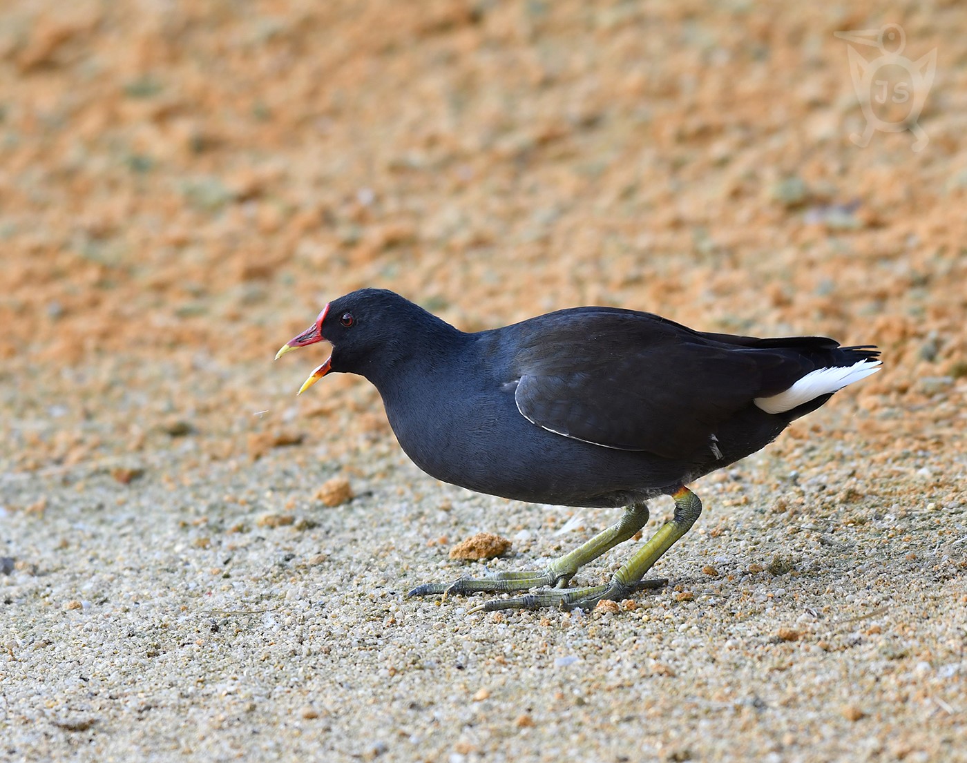 SLÍPKA ZELENONOHÁ 3  (Gallinula chloropus) 