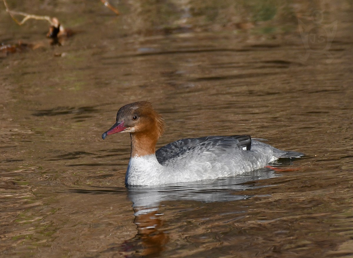 MORČÁK VELKÝ 2  (Mergus merganser)