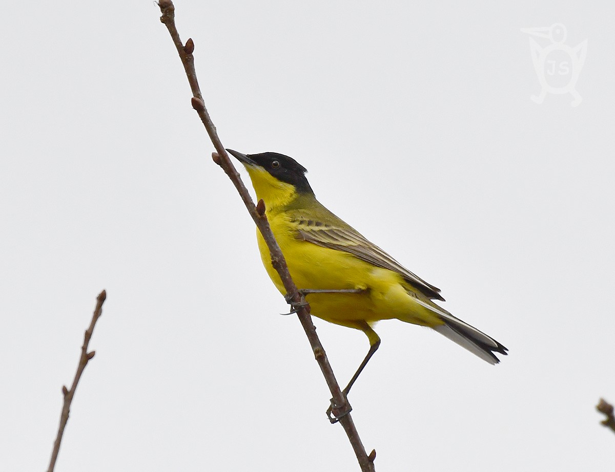 KONIPAS LUČNÍ 1 (Motacilla flava) feldegg