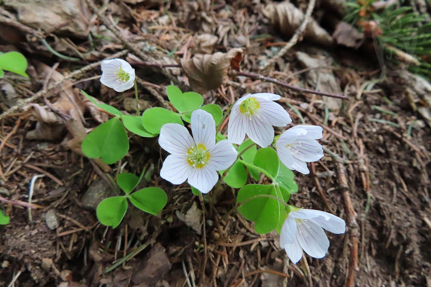 ŠŤAVEL KYSELÝ 1 (Oxalis acetosella)