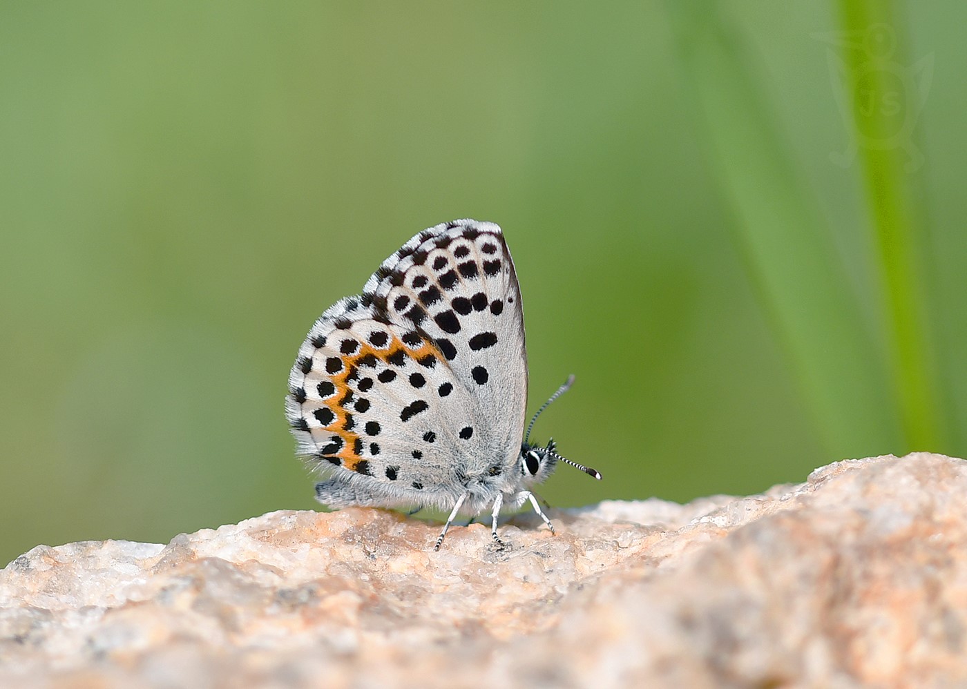 MODRÁSEK ROZCHODNÍKOVÝ 1  (Scolitantides orion)