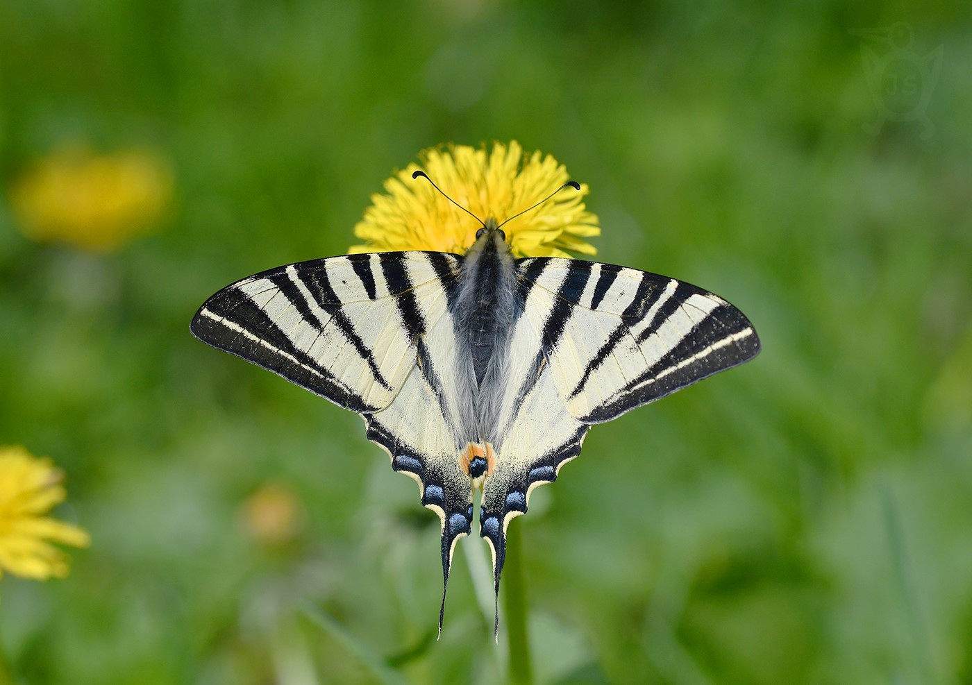 OTAKÁREK OVOCNÝ 1 (Iphiclides podalirius L.)