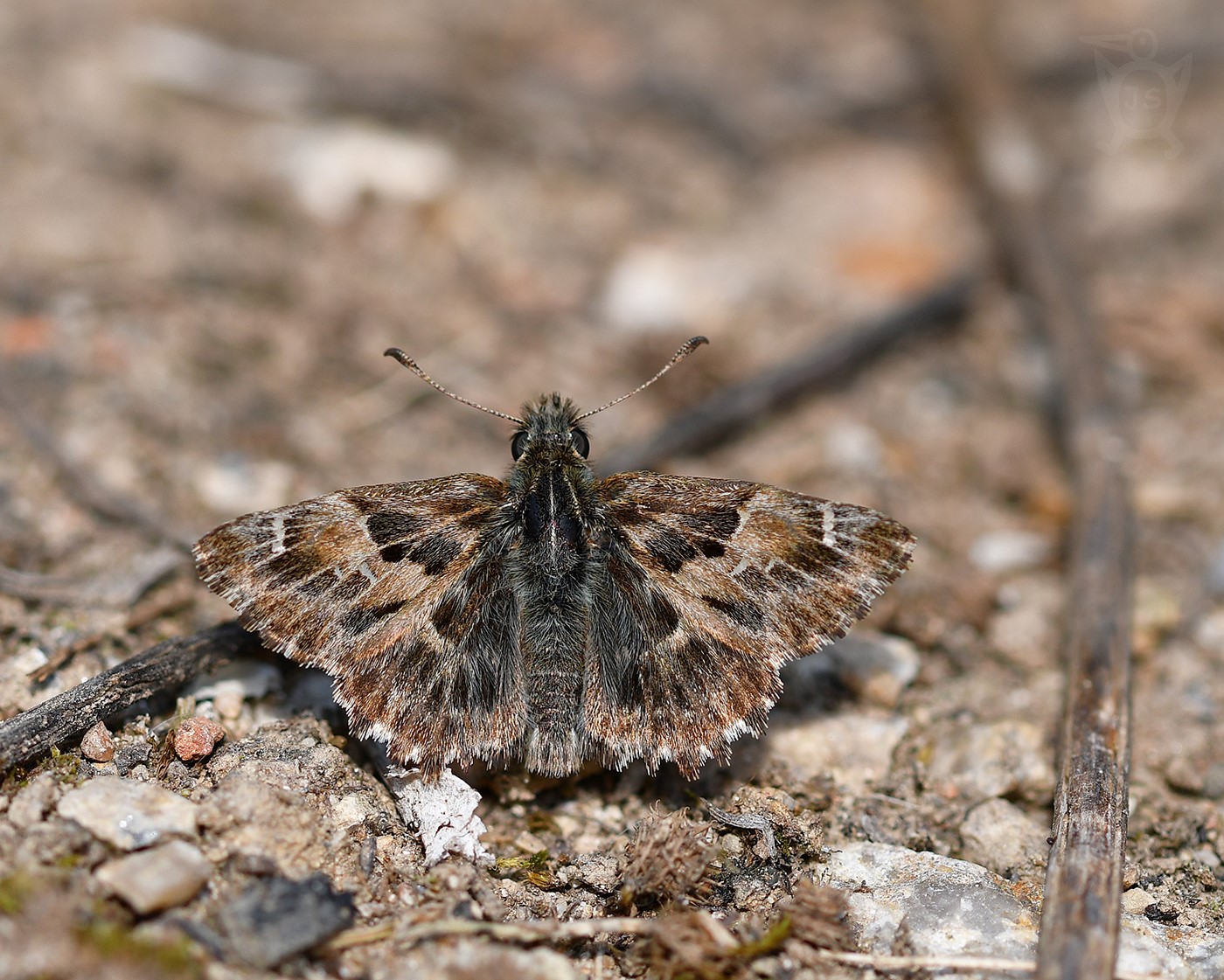 SOUMRAČNÍK SLÉZOVÝ 1 (Carcharodus alceae)