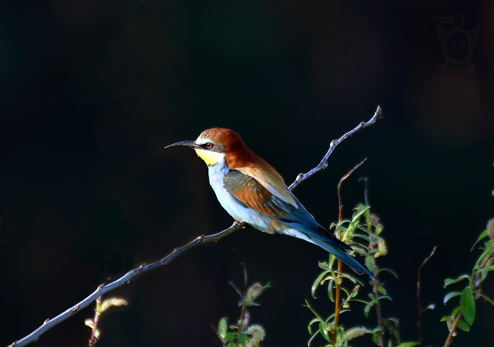 VLHA PESTRÁ 1 (Merops apiaster)