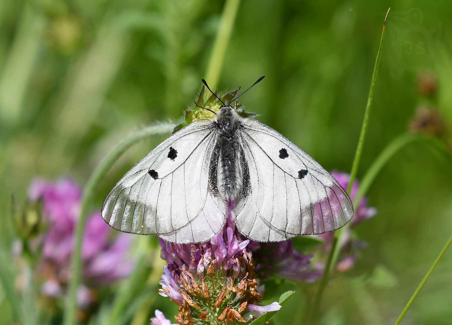 JASOŇ DYMNIVKOVÝ 2  (Parnassius mnemosyne)