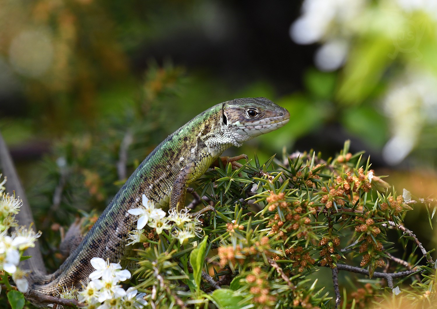 JEŠTĚRKA OBECNÁ 5 (Lacerta agilis) 