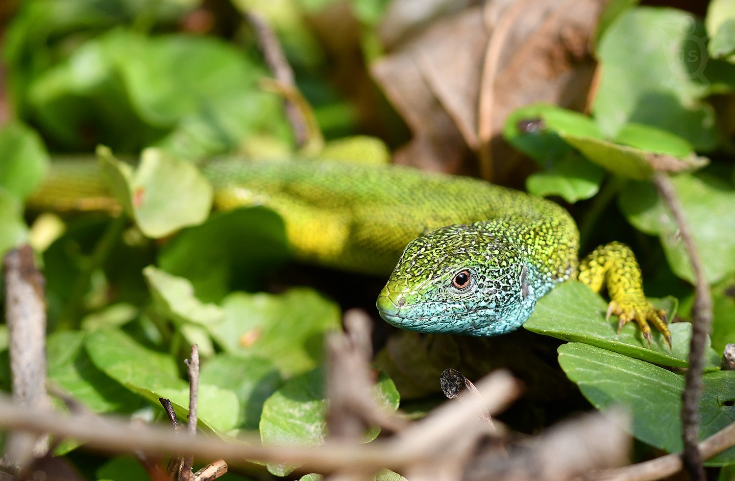 JEŠTĚRKA ZELENÁ 1 (Lacerta viridis)