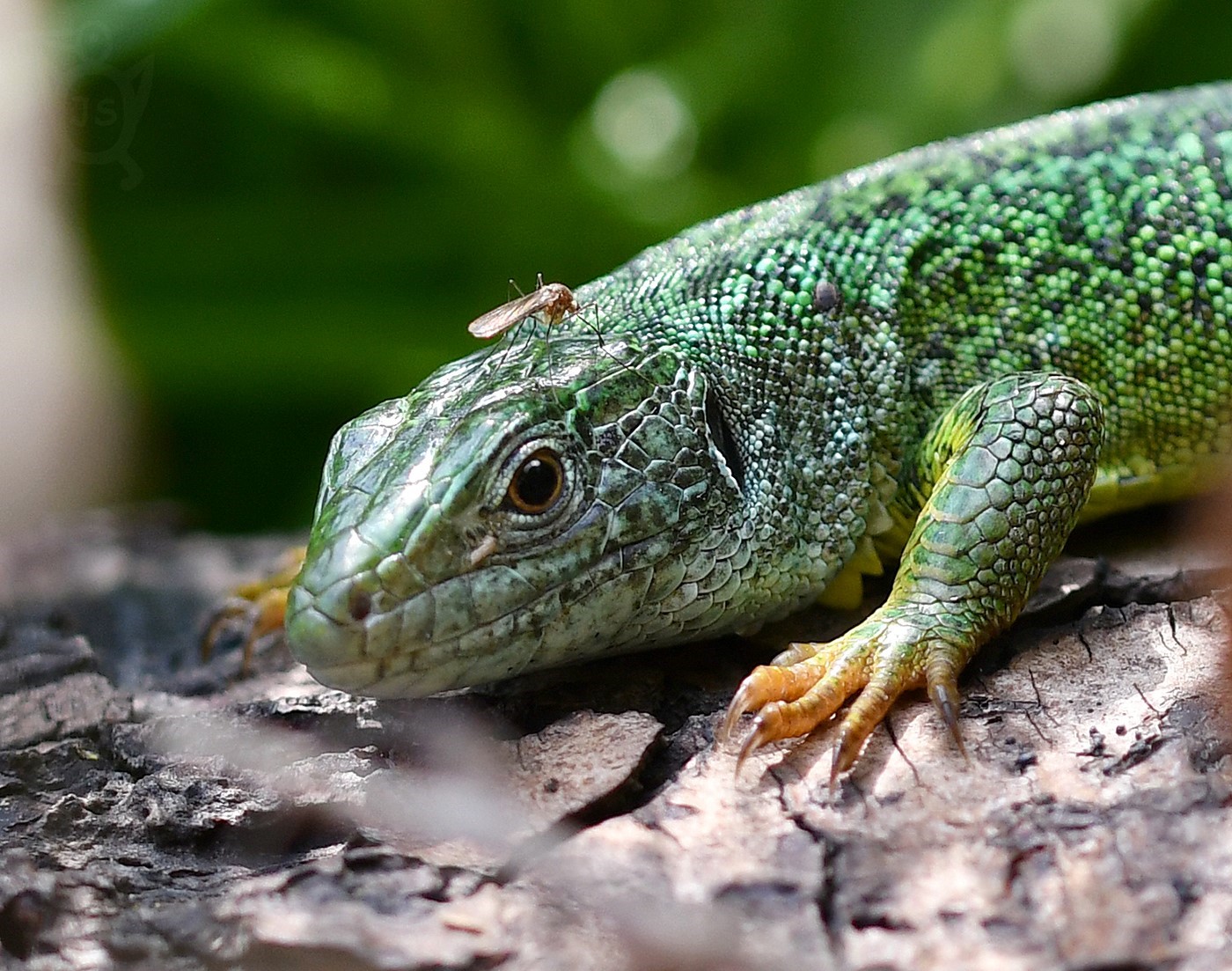 JEŠTĚRKA ZELENÁ 2 (Lacerta viridis)