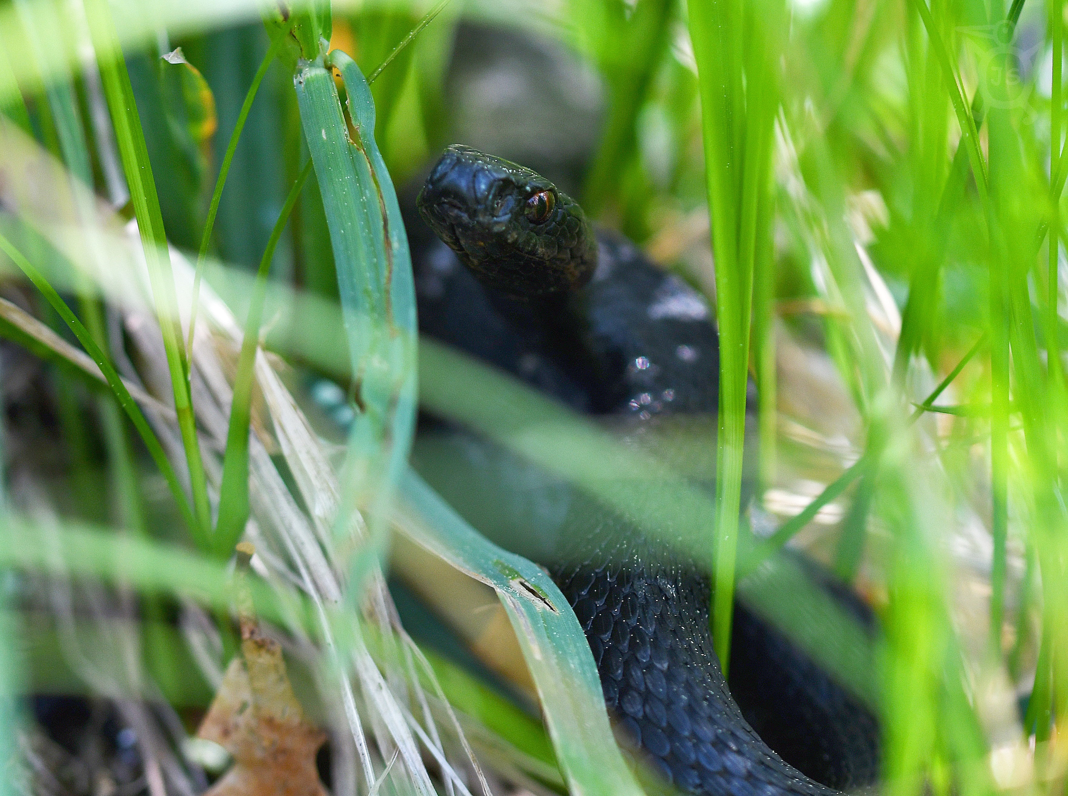 ZMIJE OBECNÁ (Vipera berus) černá forma