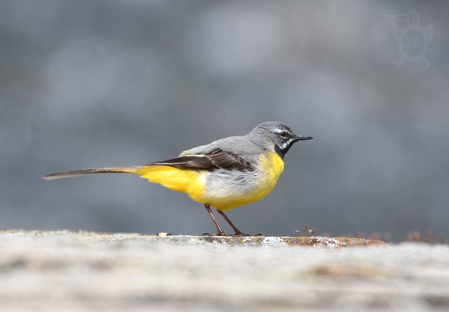 KONIPAS HORSKÝ 1 (Motacilla cinerea)