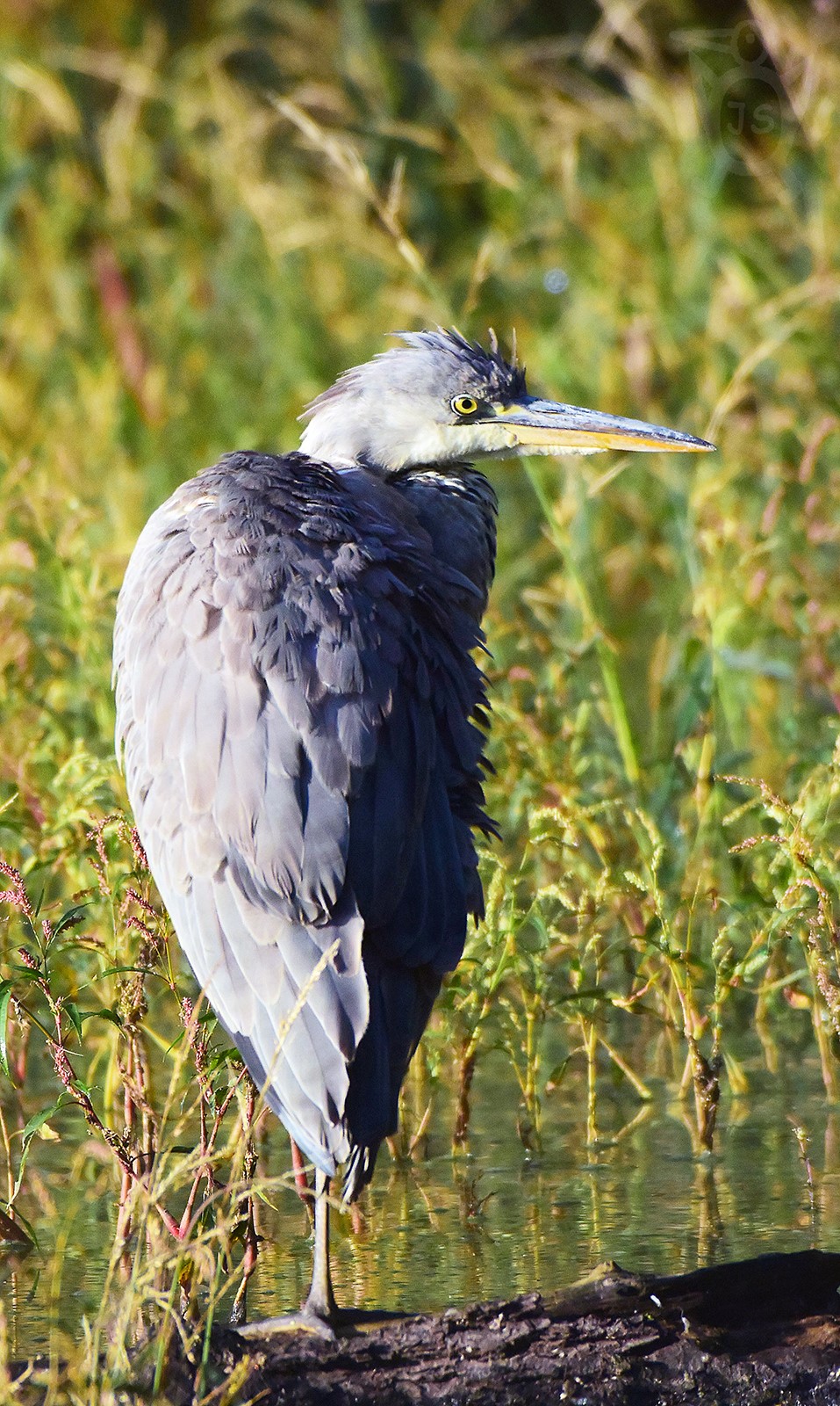 VOLAVKA POPELAVÁ 1  (Ardea cinerea)