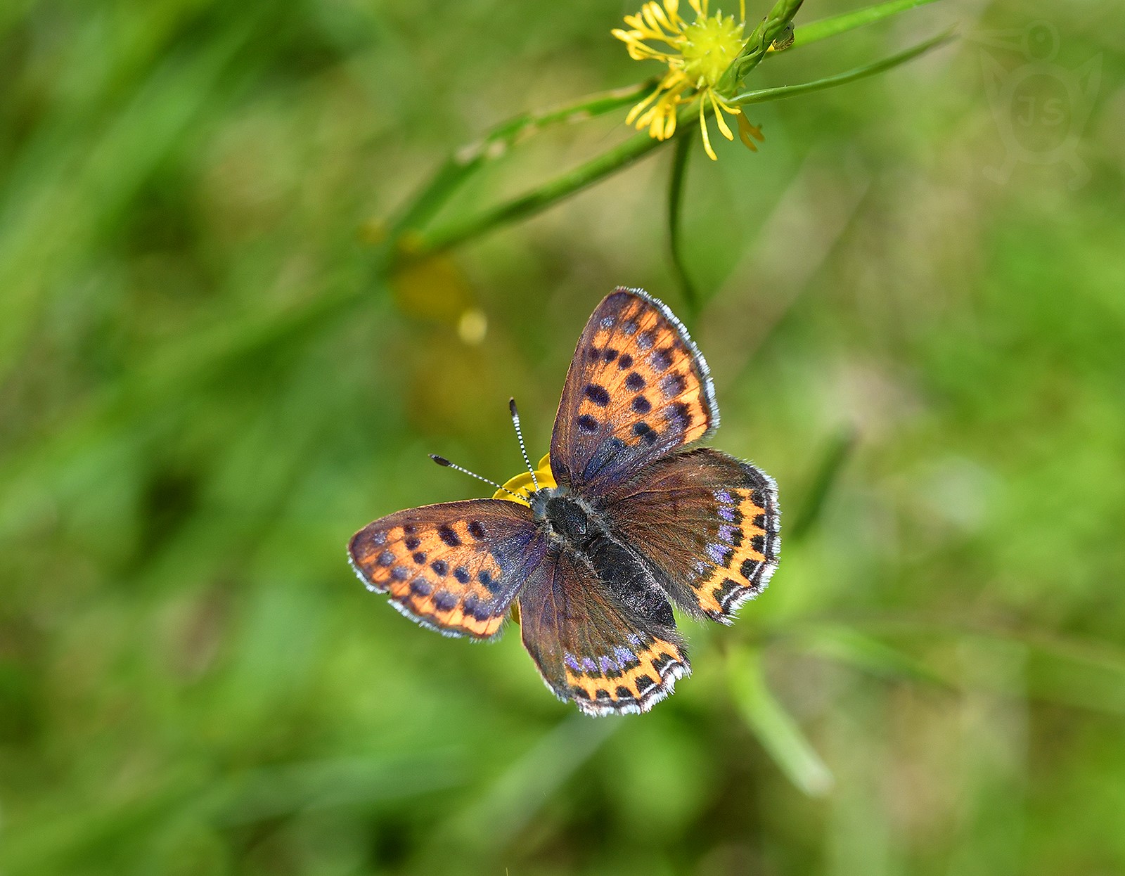 OHNIVÁČEK RDESNOVÝ 1 (Lycaena helle)