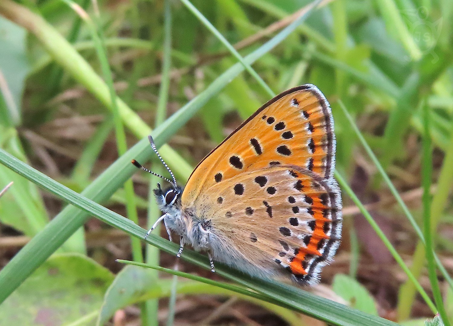 OHNIVÁČEK RDESNOVÝ 2 (Lycaena helle) 